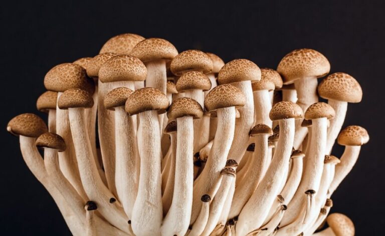 Ayahuasca vs Mushrooms