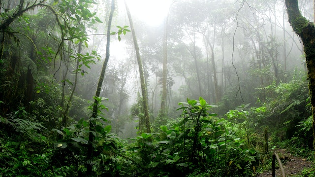 What is Ayahuasca made of?